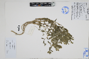  (Portulaca oleracea - Peru18634)  @11 [ ] CreativeCommons  Attribution Non-Commercial Share-Alike  Unspecified Herbarium of South China Botanical Garden
