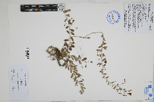  ( - Peru18641)  @11 [ ] CreativeCommons  Attribution Non-Commercial Share-Alike  Unspecified Herbarium of South China Botanical Garden