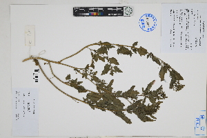  (Chenopodium petiolare - Peru18659)  @11 [ ] CreativeCommons  Attribution Non-Commercial Share-Alike  Unspecified Herbarium of South China Botanical Garden