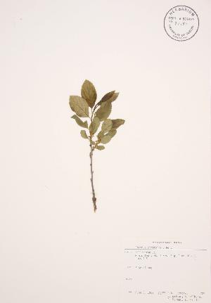  ( - CAL 0229)  @11 [ ] Copyright (2009) Steven Newmaster University of Guelph BIO Herbarium