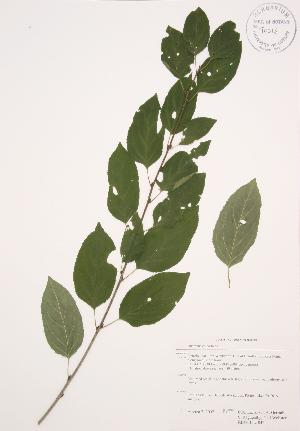  ( - RBGB 042)  @11 [ ] Copyright (2009) Steven Newmaster University of Guelph BIO Herbarium