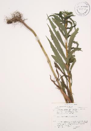  ( - AP240)  @11 [ ] Copyright (2009) Steven Newmaster University of Guelph BIO Herbarium