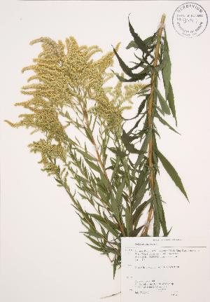  ( - AP240)  @11 [ ] Copyright (2009) Steven Newmaster University of Guelph BIO Herbarium