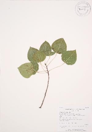  ( - AP380)  @11 [ ] Copyright (2009) Steven Newmaster University of Guelph BIO Herbarium