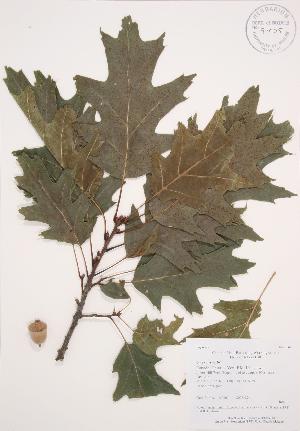 ( - AP303)  @11 [ ] Copyright (2009) Steven Newmaster University of Guelph BIO Herbarium
