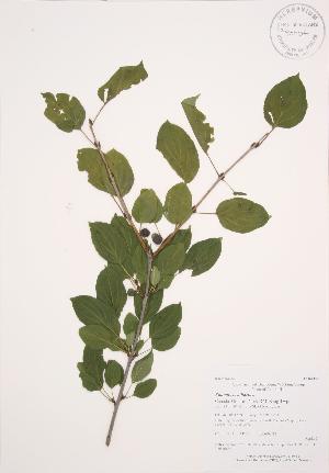  ( - AP296)  @11 [ ] Copyright (2009) Steven Newmaster University of Guelph BIO Herbarium