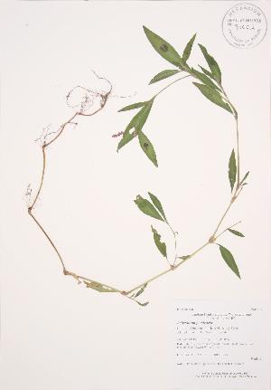  (Polygonum persicaria - AP295)  @11 [ ] Copyright (2009) Steven Newmaster University of Guelph BIO Herbarium