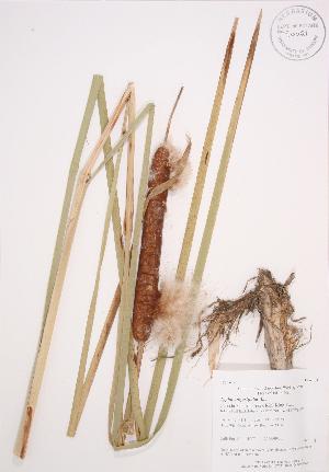  (Typha angustifolia - AP370)  @11 [ ] Copyright (2009) Steven Newmaster University of Guelph BIO Herbarium