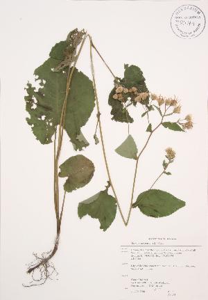  ( - AP273)  @11 [ ] Copyright (2009) Steven Newmaster University of Guelph BIO Herbarium