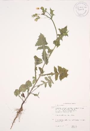  ( - JAG 0708)  @11 [ ] Copyright (2009) Steven Newmaster University of Guelph BIO Herbarium