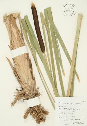  ( - AP229)  @11 [ ] Copyright (2009) Steven Newmaster University of Guelph BIO Herbarium