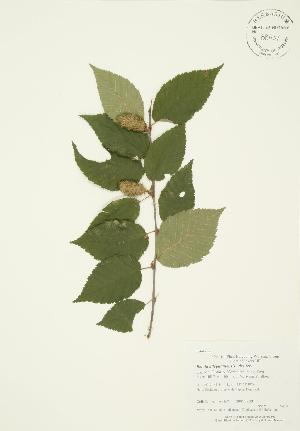  ( - AP267)  @11 [ ] Copyright (2009) Steven Newmaster University of Guelph BIO Herbarium