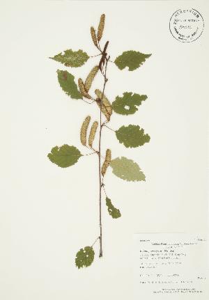  ( - AP279)  @11 [ ] Copyright (2009) Steven Newmaster University of Guelph BIO Herbarium