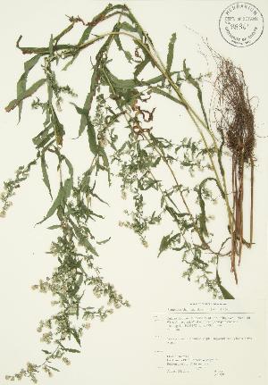  ( - AP357)  @11 [ ] Copyright (2009) Steven Newmaster University of Guelph BIO Herbarium