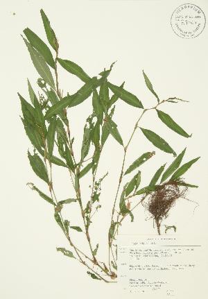  ( - AP360)  @11 [ ] Copyright (2009) Steven Newmaster University of Guelph BIO Herbarium