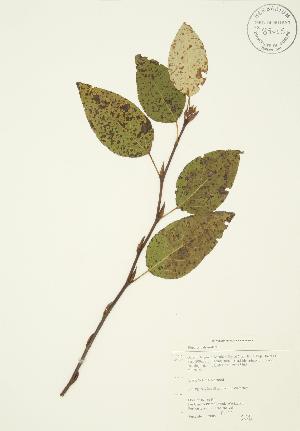  ( - AP376)  @11 [ ] Copyright (2009) Steven Newmaster University of Guelph BIO Herbarium