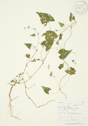  (Polygonum convolvulus - AP384)  @11 [ ] Copyright (2009) Steven Newmaster University of Guelph BIO Herbarium