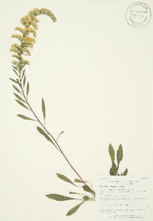  ( - AP393)  @11 [ ] Copyright (2009) Steven Newmaster University of Guelph BIO Herbarium