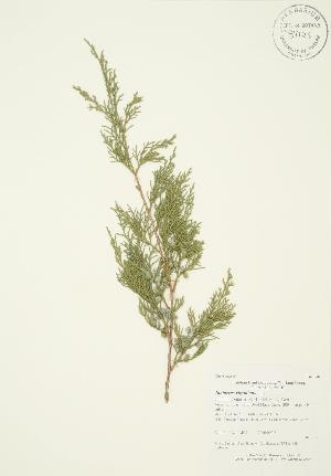  ( - AP394)  @11 [ ] Copyright (2009) Steven Newmaster University of Guelph BIO Herbarium