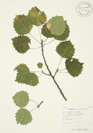  ( - AP425)  @11 [ ] Copyright (2009) Steven Newmaster University of Guelph BIO Herbarium
