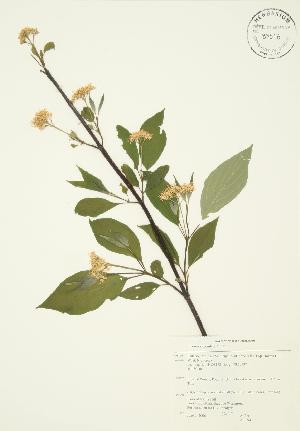  (Cornus stolonifera - AP094)  @11 [ ] Copyright (2009) Steven Newmaster University of Guelph BIO Herbarium