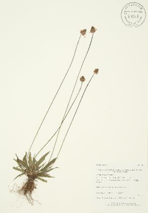  (Plantago - AP058)  @11 [ ] Copyright (2009) Steven Newmaster University of Guelph BIO Herbarium