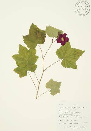  ( - AP138)  @11 [ ] Copyright (2009) Steven Newmaster University of Guelph BIO Herbarium