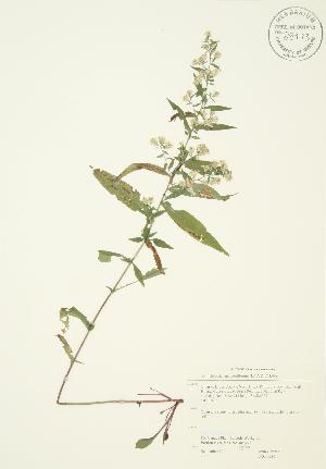  ( - JAG 0230)  @11 [ ] Copyright (2009) Steven Newmaster University of Guelph BIO Herbarium