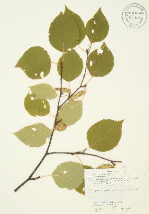  ( - JAG 0203)  @11 [ ] Copyright (2009) Steven Newmaster University of Guelph BIO Herbarium