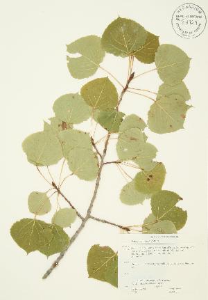  ( - JAG 0205)  @11 [ ] Copyright (2009) Steven Newmaster University of Guelph BIO Herbarium