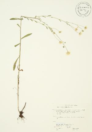  ( - JAG 0210)  @11 [ ] Copyright (2009) Steven Newmaster University of Guelph BIO Herbarium