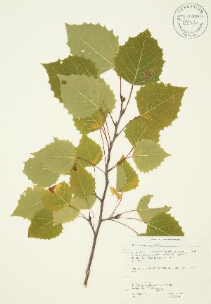  ( - JAG 0219)  @11 [ ] Copyright (2009) Steven Newmaster University of Guelph BIO Herbarium