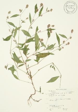  ( - JAG 0128)  @11 [ ] Copyright (2009) Steven Newmaster University of Guelph BIO Herbarium