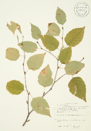  ( - JAG 0175)  @11 [ ] Copyright (2009) Steven Newmaster University of Guelph BIO Herbarium