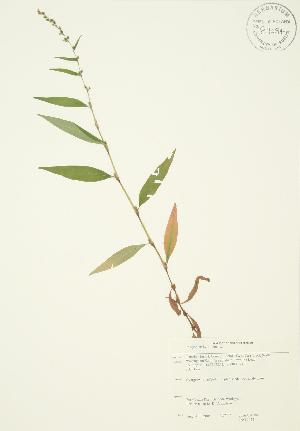  ( - JAG 0048)  @11 [ ] Copyright (2009) Steven Newmaster University of Guelph BIO Herbarium