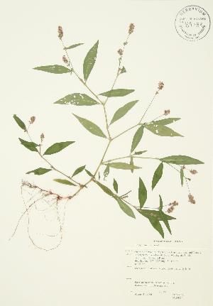  ( - JAG 0074)  @11 [ ] Copyright (2009) Steven Newmaster University of Guelph BIO Herbarium