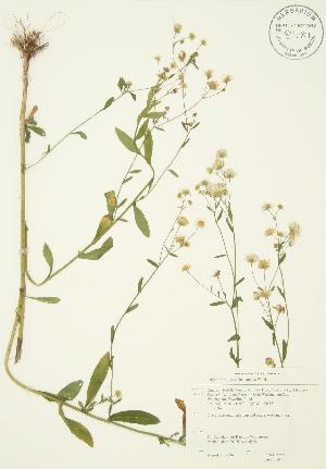  ( - JAG 0080)  @11 [ ] Copyright (2009) Steven Newmaster University of Guelph BIO Herbarium