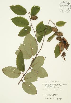  ( - JAG 0106)  @11 [ ] Copyright (2009) Steven Newmaster University of Guelph BIO Herbarium