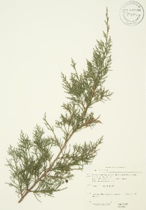  ( - JAG 0413)  @11 [ ] Copyright (2009) Steven Newmaster University of Guelph BIO Herbarium