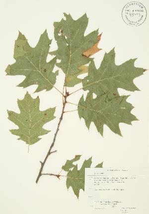  ( - JAG 0255)  @11 [ ] Copyright (2009) Steven Newmaster University of Guelph BIO Herbarium