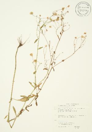  ( - JAG 0268)  @11 [ ] Copyright (2009) Steven Newmaster University of Guelph BIO Herbarium