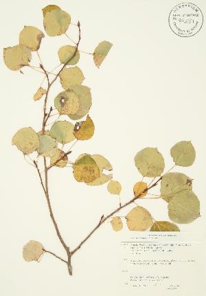  ( - JAG 0277)  @11 [ ] Copyright (2009) Steven Newmaster University of Guelph BIO Herbarium