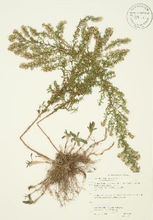  ( - JAG 0283)  @11 [ ] Copyright (2009) Steven Newmaster University of Guelph BIO Herbarium