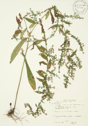  ( - JAG 0329)  @11 [ ] Copyright (2009) Steven Newmaster University of Guelph BIO Herbarium