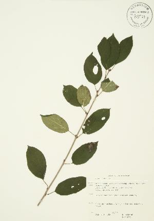  ( - JAG 0332)  @11 [ ] Copyright (2009) Steven Newmaster University of Guelph BIO Herbarium