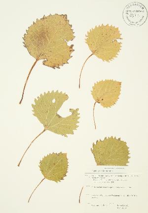  ( - JAG 0339)  @11 [ ] Copyright (2009) Steven Newmaster University of Guelph BIO Herbarium