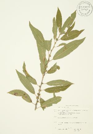  ( - JAG 0345)  @11 [ ] Copyright (2009) Steven Newmaster University of Guelph BIO Herbarium