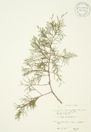  ( - JAG 0349)  @11 [ ] Copyright (2009) Steven Newmaster University of Guelph BIO Herbarium