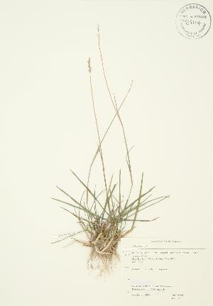  ( - JAG 0315)  @11 [ ] Copyright (2009) Steven Newmaster University of Guelph BIO Herbarium