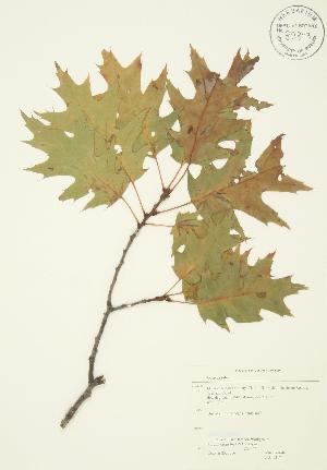  ( - JAG 0317)  @11 [ ] Copyright (2009) Steven Newmaster University of Guelph BIO Herbarium